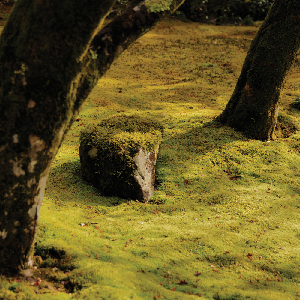 
                  
                    Load image into Gallery viewer, CST184 Rebecca Foon &amp;amp; Aliayta Foon-Dancoes | Reverie
                  
                